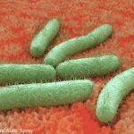 E.coli Bacteria on Tissue
