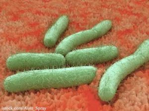 E. Coli Bacteria On Tissue