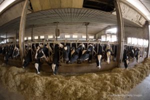 MI Supreme Court: Protect Waterways From Factory Farms