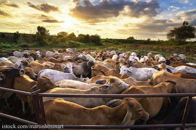 Farm Animals