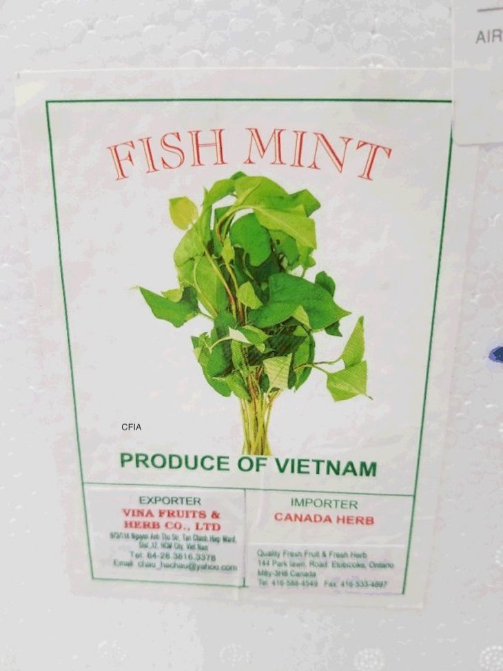 Fish Mint Salmonella Recall