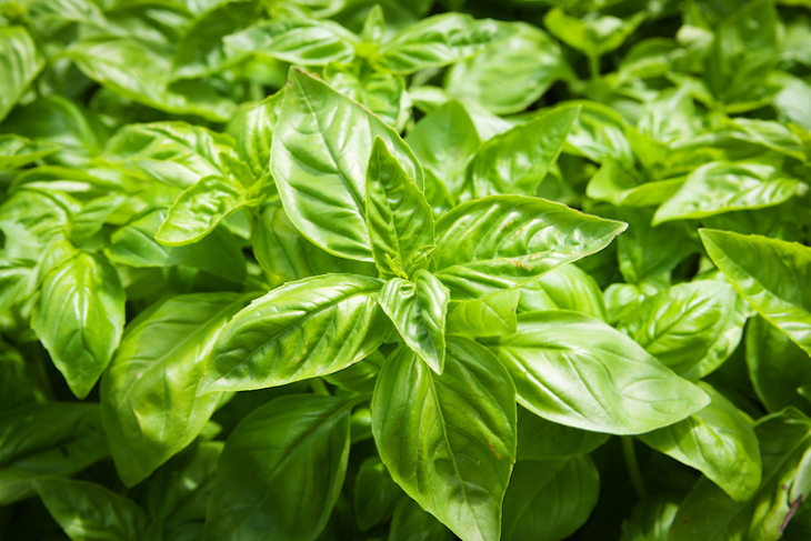Cyclospora Basil Outbreak Ends With 24 Sick in 11 States