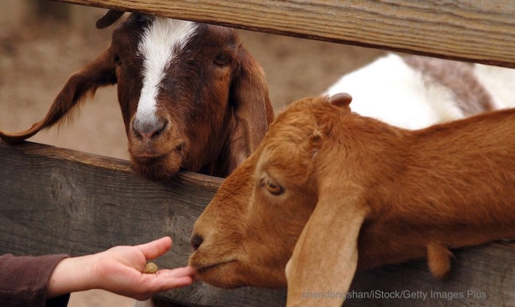 Possible Georges Mill Farm Goats E. coli Outbreak in Lovettsville, Virginia