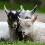 Lucky Ladd Farms Goats E. coli Outbreak Sickens 14 in Tennessee