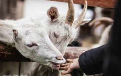 After Arizona Fair E. coli Outbreak Bill Introduced For Handwashing Stations