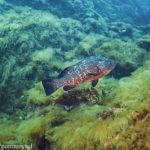 Grouper-on-Reef