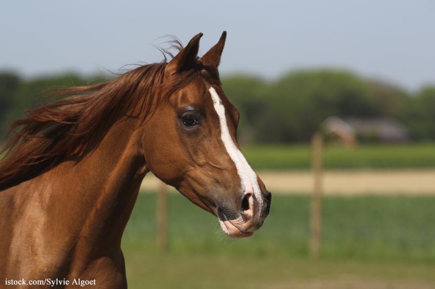 White House Budget Has No Funding for Horse Slaughter Inspection