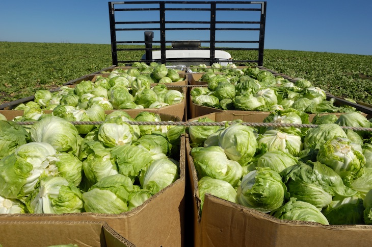 Taylor Farms Recalls All Iceberg Lettuce from Mexico For Cyclospora