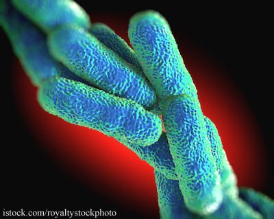 Legionnaires Bacteria