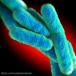 Legionnaires Disease Bacteria