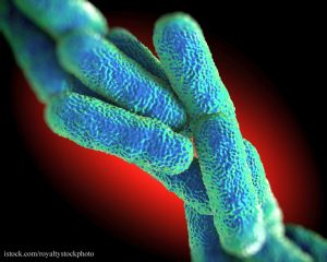 Legionnaires' Disease Bacteria