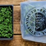 Les Fermes Lufa Broccoli Microgreens Recalled For E. coli