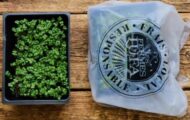 Les Fermes Lufa Broccoli Microgreens Recalled For E. coli