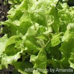 Leafy Greens Salmonella Outbreak in Redacted FDA Report