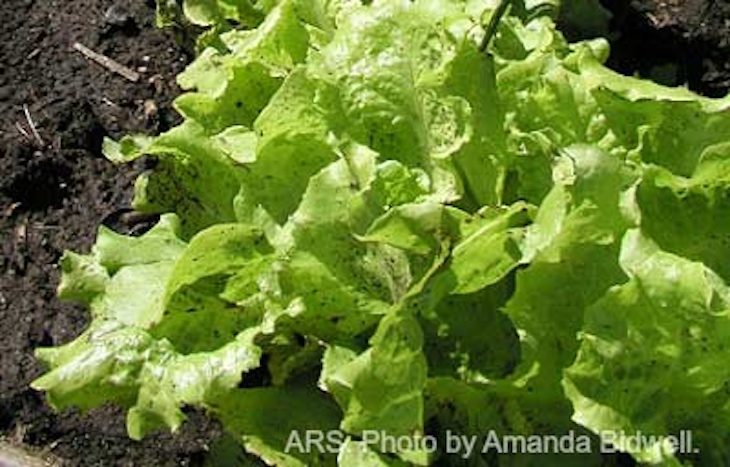 Leafy Greens Salmonella Outbreak in Redacted FDA Report