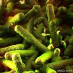 Listeria Monocytogenes Bacteria
