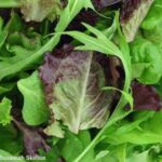 Three Packaged Salads Food Poisoning Outbreaks End 2021