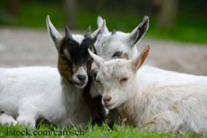 Little-Goats