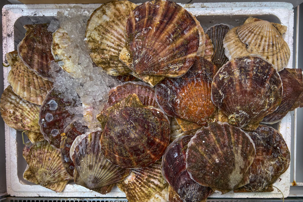 Do Not Eat or Serve Intershell International Corp Live Scallops