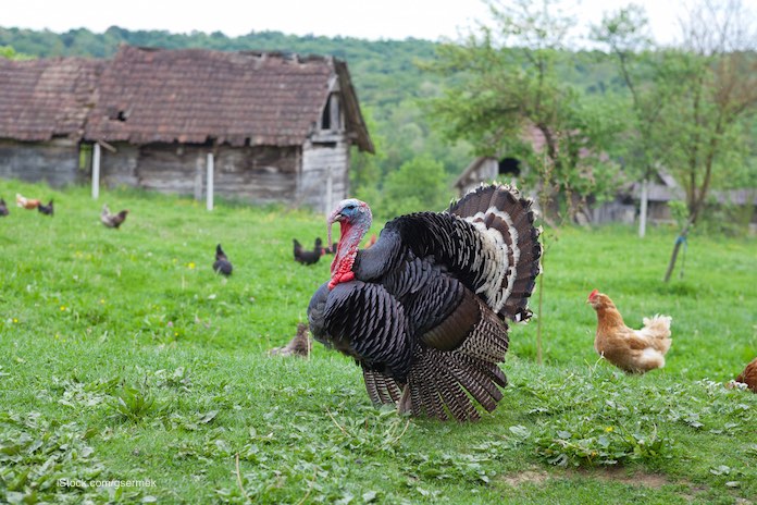 Live turkey