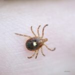 Meat Allergies Associated With Tick Bites Are Increasing