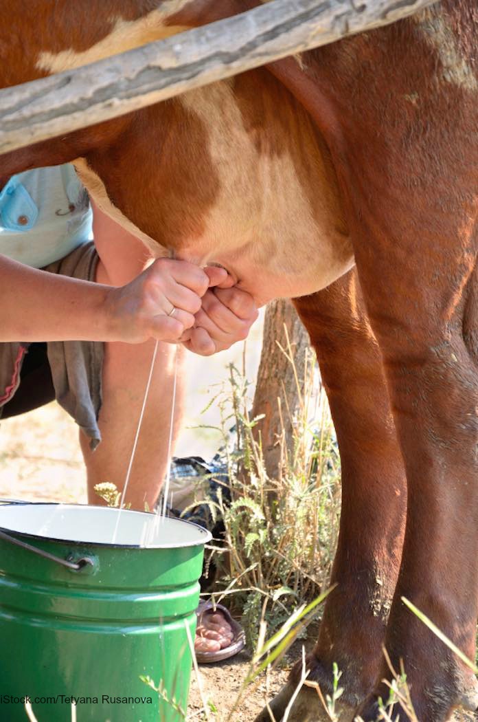 Milking a Cow Outside