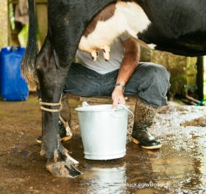 Milking Cow Wet Floor