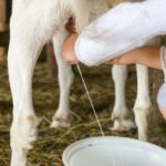 Valley Milk Simply Bottled Goat Milk Recalled For Campylobacter