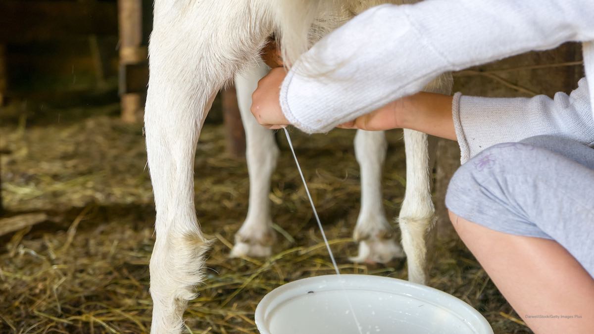 Milking Goat