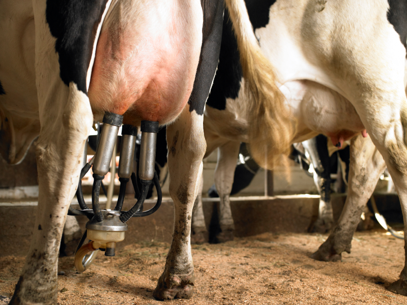 Tennessee Department of Health: Raw Milk Can Be Hazardous