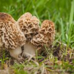 FDA Import Alert For Morel Mushrooms Imported From China