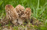 FDA Releases Morel Advisory After Dave's Sushi Illnesses