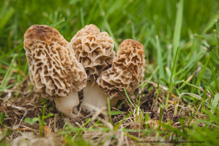 FDA Import Alert For Morel Mushrooms Imported From China