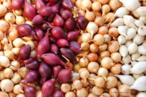 Most Onion Salmonella Patients In TX, OK, MO, IL, VA, MD, FL, WI, MN