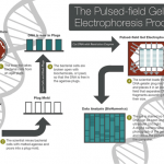 PFGE Explained with CDC Infographic