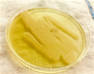 Salmonella outbreak at COV in Wayzata