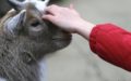 Is a Petting Zoo the Cause of Arizona State Fair E. coli Outbreak?