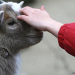 It's Petting Zoo Time! Do You Know How to Protect Your Kids?