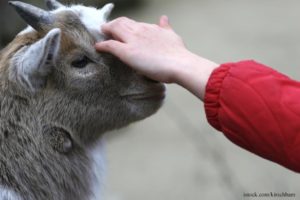 Is a Petting Zoo the Cause of Arizona State Fair E. coli Outbreak?