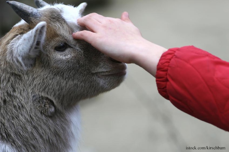 It's Petting Zoo Time! Do You Know How to Protect Your Kids?