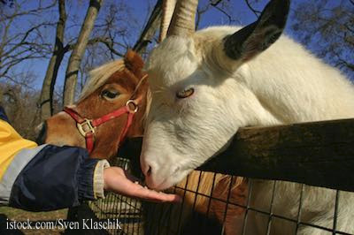 Petting zoo animals