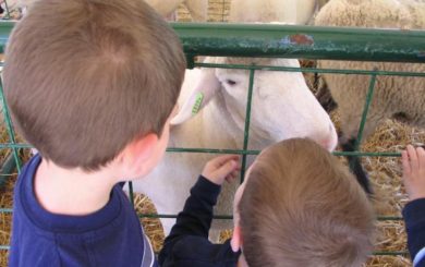 Arizona State Fair Source of 13 E. coli Illnesses in Children