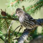 Salmonella Outbreak Linked to Wild Songbirds in 12 States