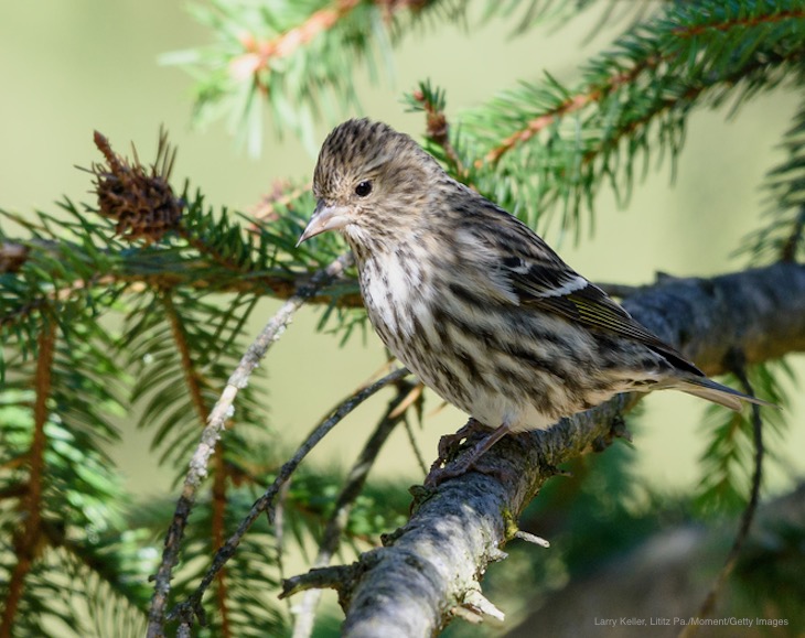 Salmonella Outbreak Linked to Wild Songbirds in 12 States