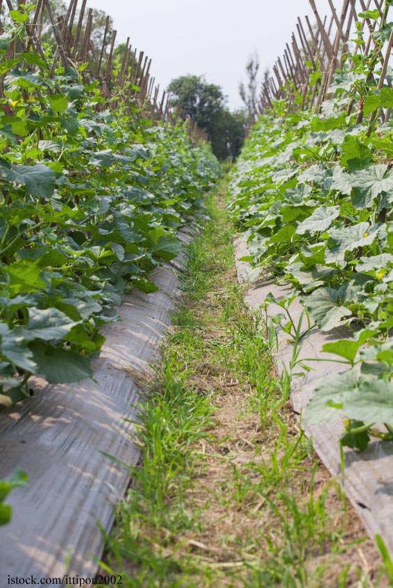 Pole Grown Cucumbers in Field