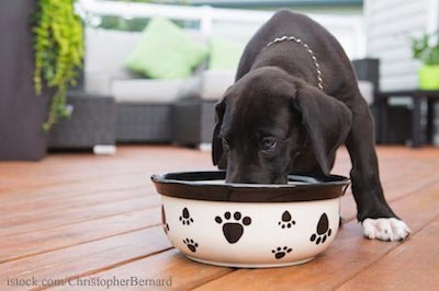 Puppy Eating Food