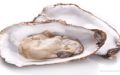 FDA on Wild Harvest Oysters Salmonella Outbreak in FL GA AL