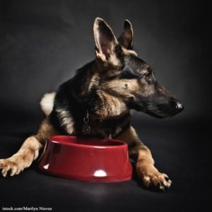Warning About Lots of Raaw Energy Dog Food For Contamination
