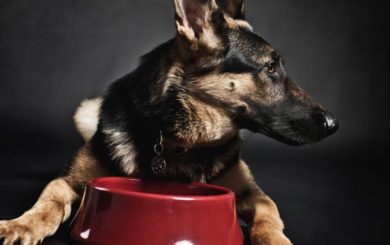 Warning About Lots of Raaw Energy Dog Food For Contamination
