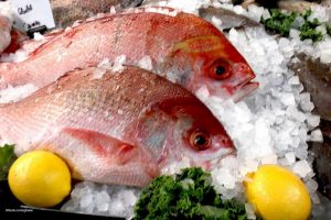 Red snapper